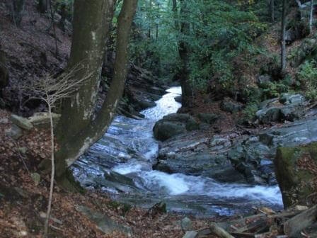 la faggeta di Druogno